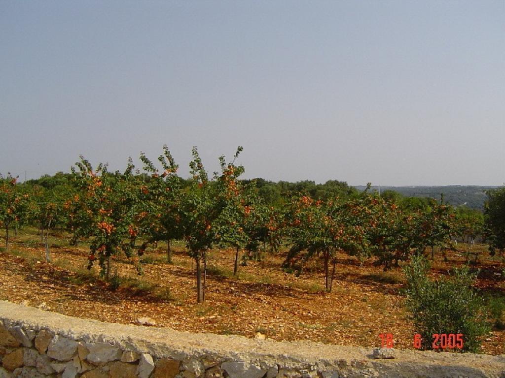 Villa Agritria Di Umberto Anglisani Ostuni Exterior foto